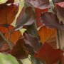 Fagus sylvatica 'Atropunicea' blad